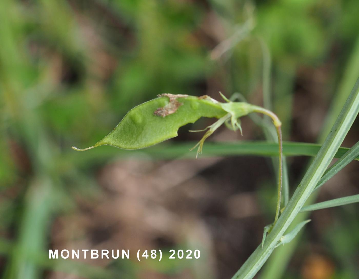 Vetchling, Brown fruit